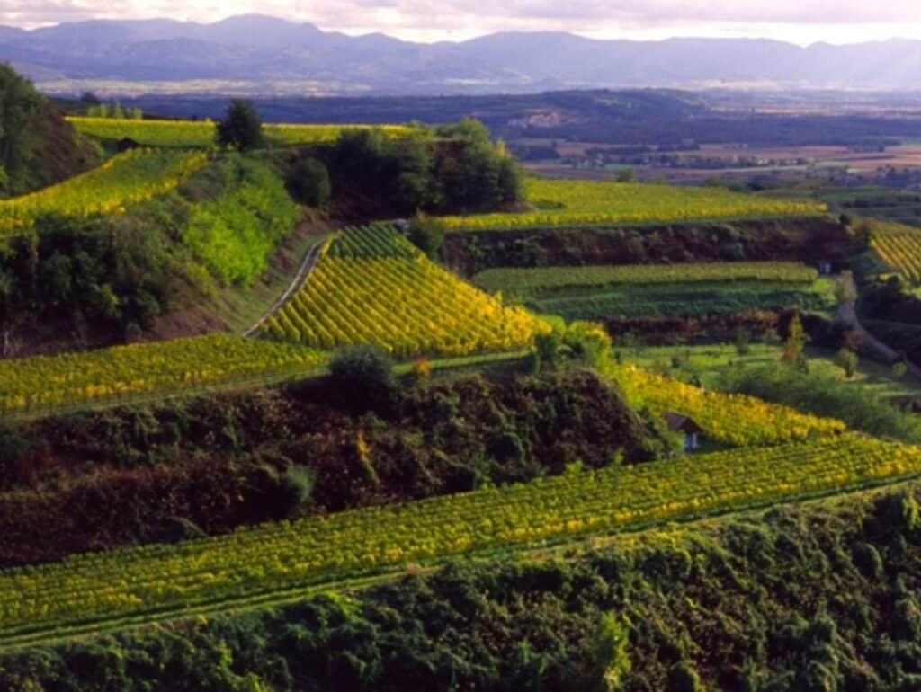 Weinberge Hotel im Kinzigtal Schwarzwald Hausach