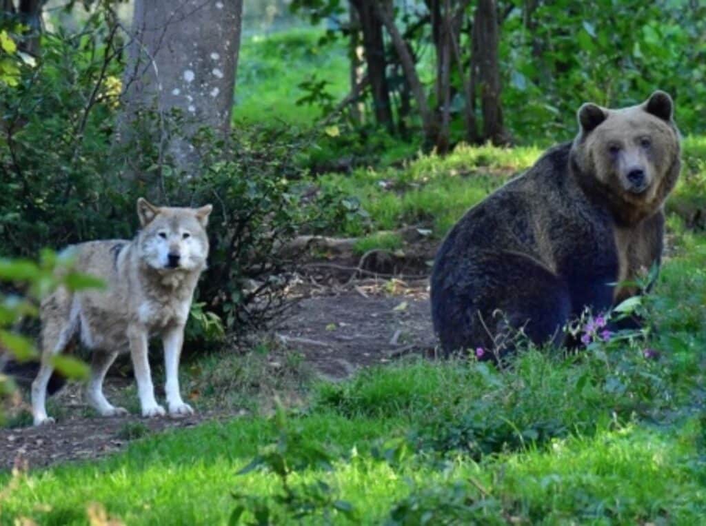 Sehenswertes Bärenpark Hotel Schwarzwald Hausach Natur Urlaub genießen